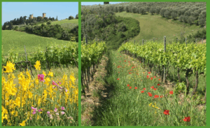 Sprin in Tuscany 