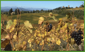 Fall season in Tuscany
